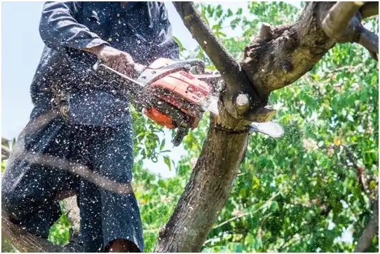 tree services Tomah